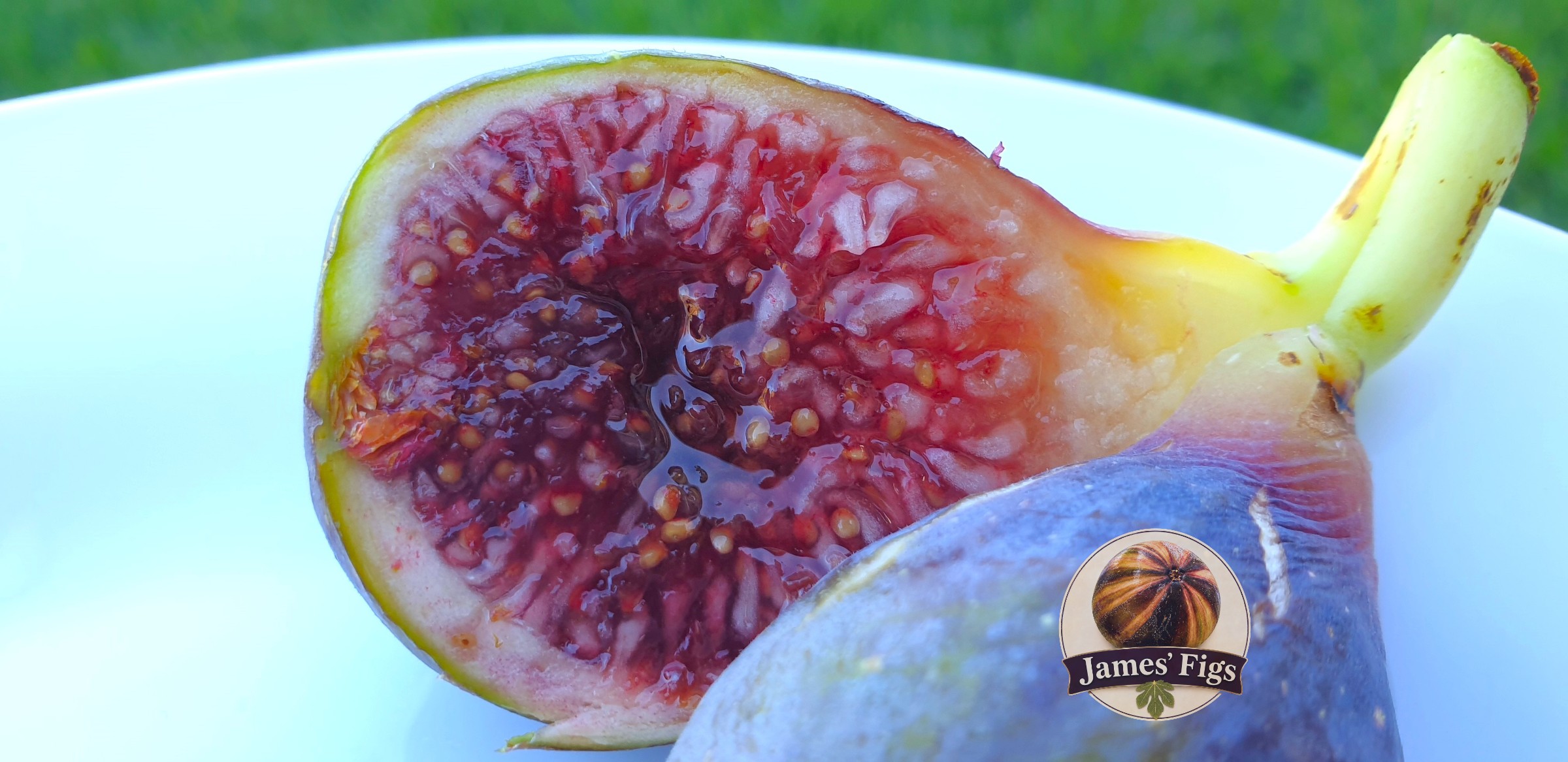 Ashburton Unk figs