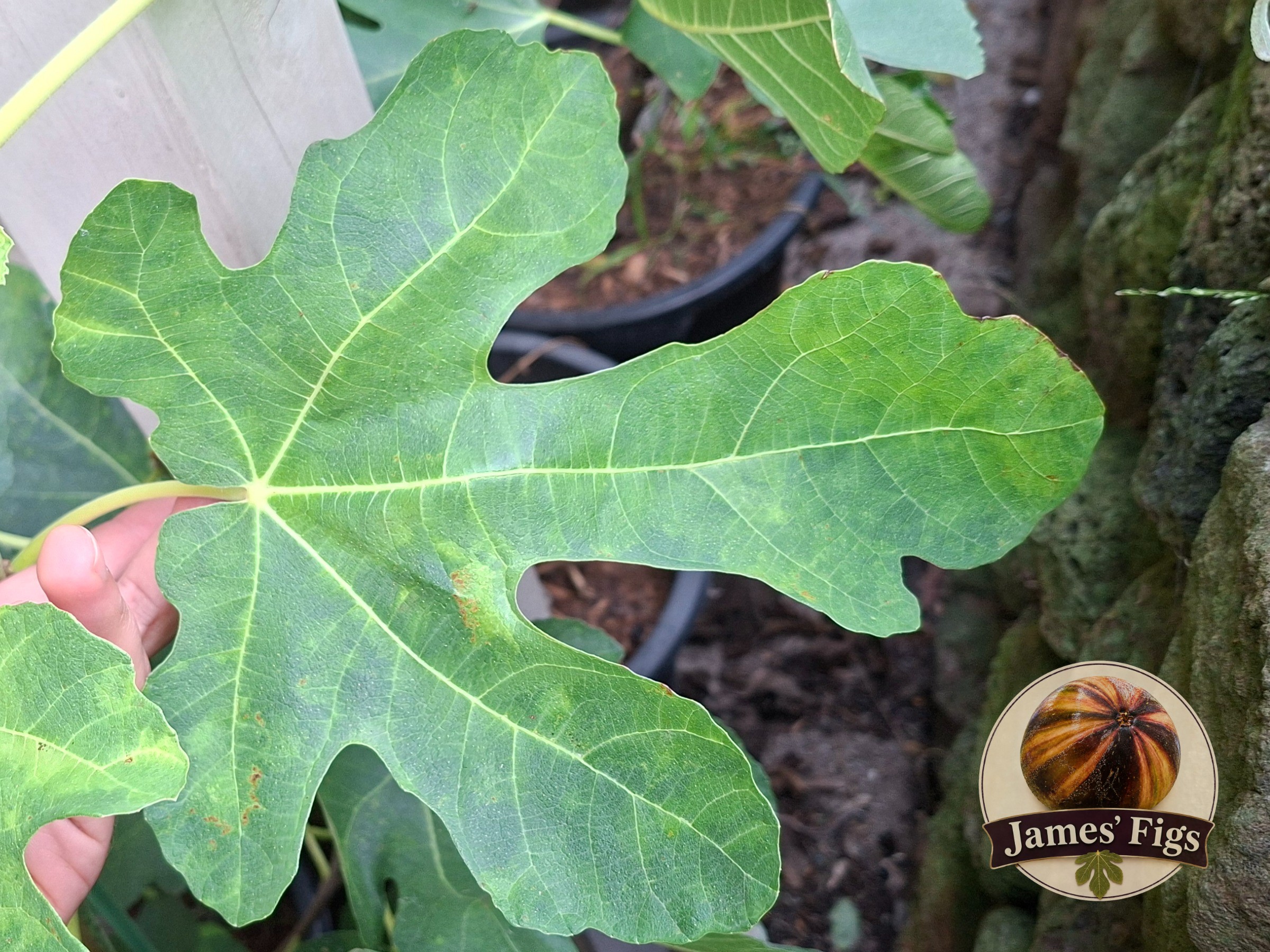 Black Algiers figs