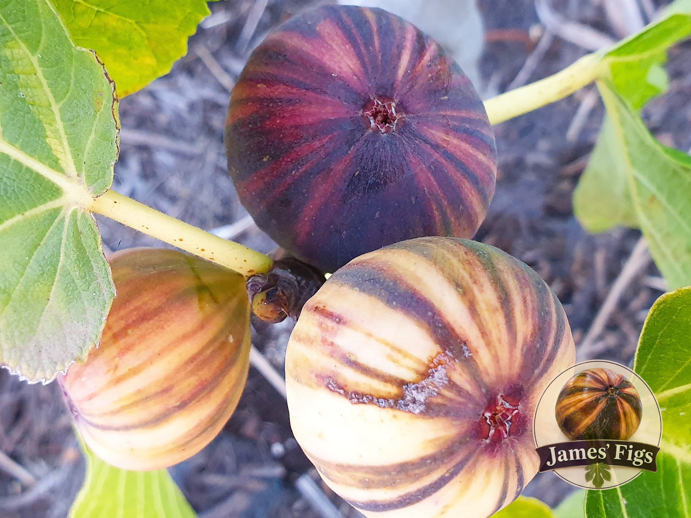 Bordissot Negra Rimada (MP) figs