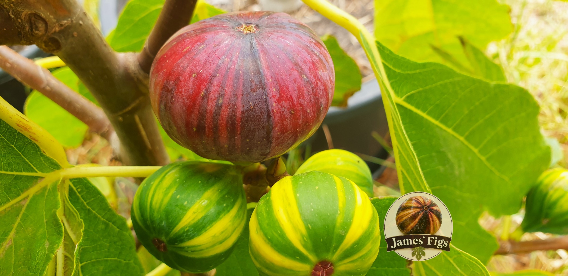 Martinenca Rimada figs