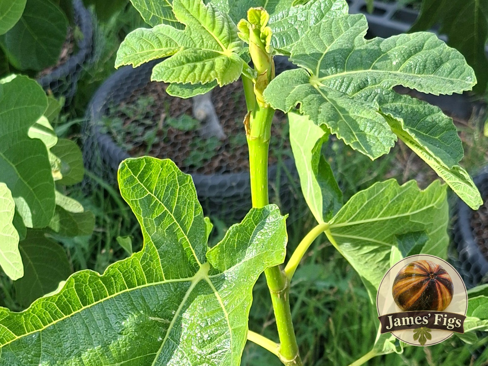 Capoll Curt Negra figs