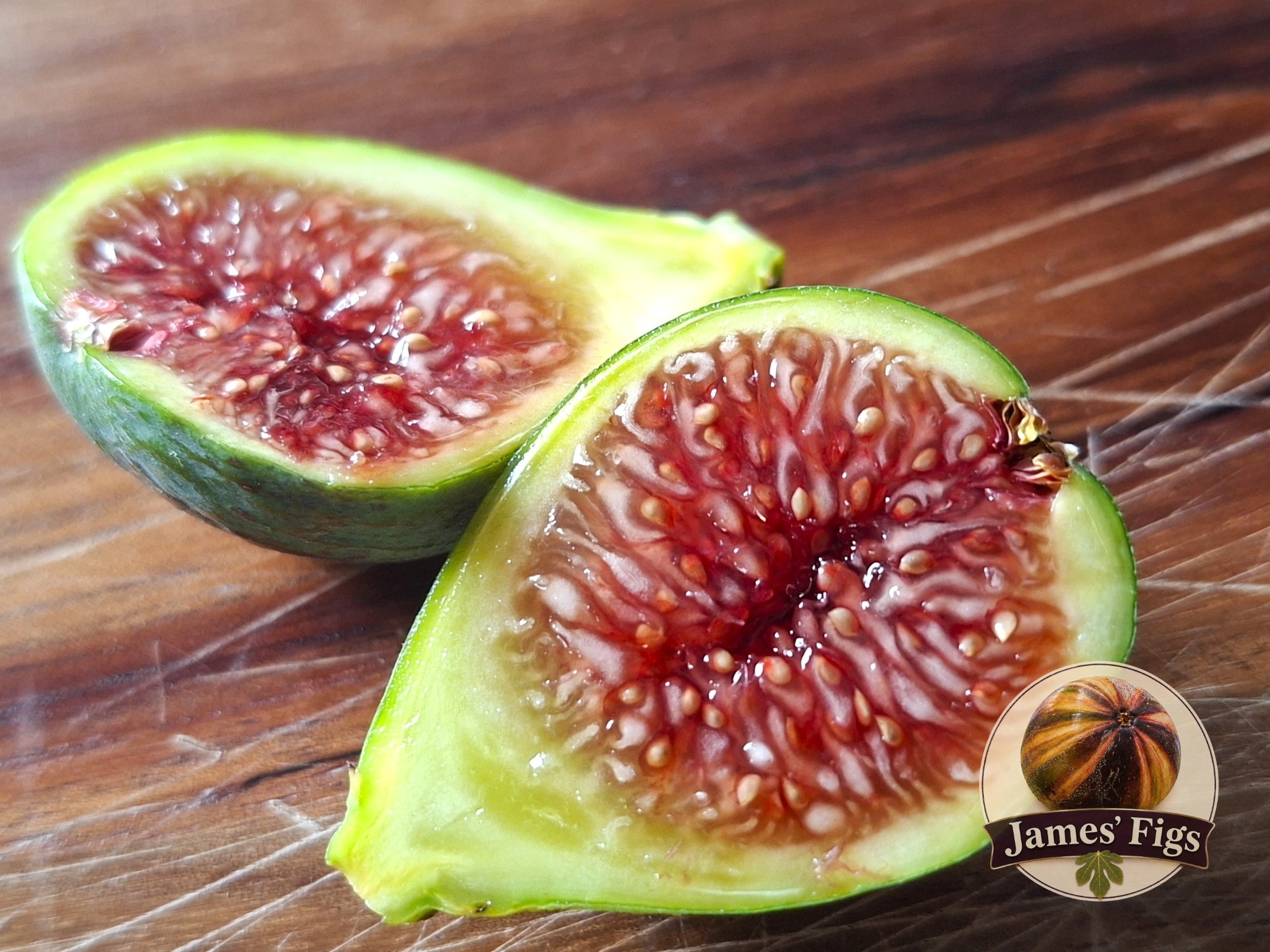 De La Roca (MP) figs