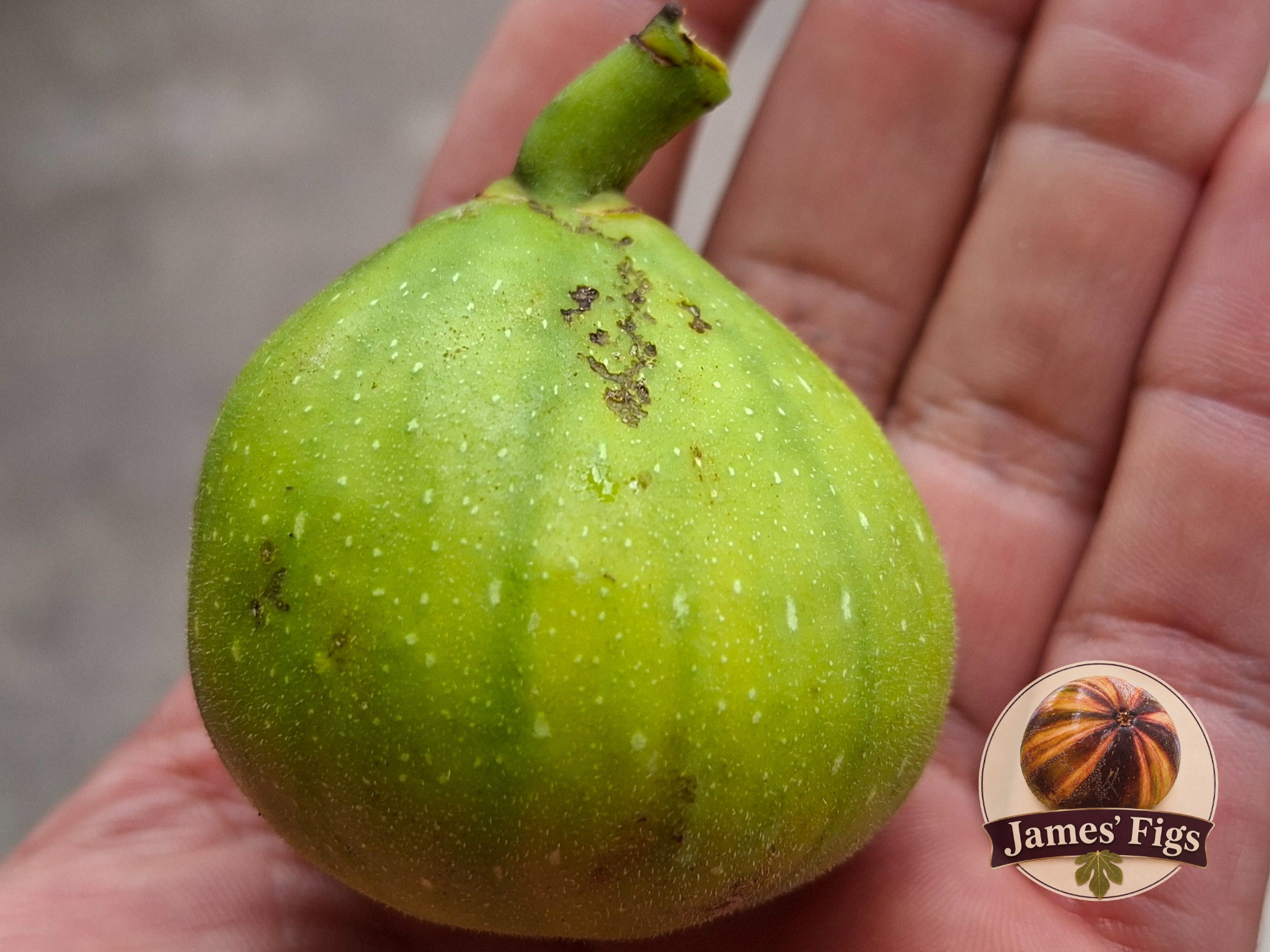 Deep Purple figs