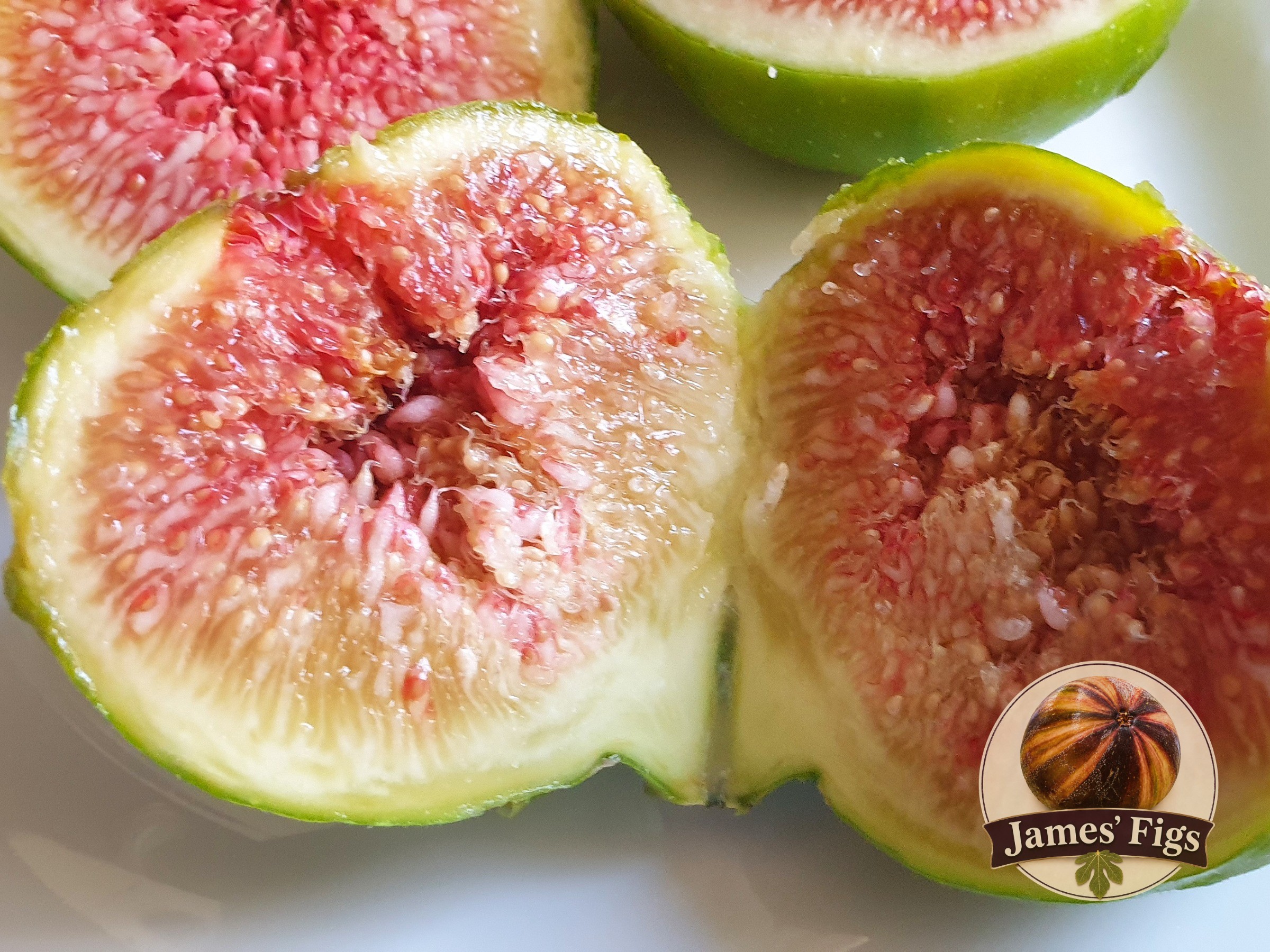 Egg Farm Unk figs