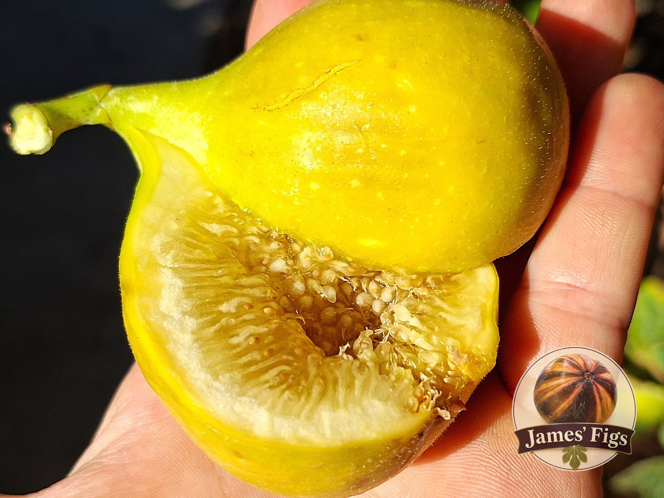 Franklin St Unk figs