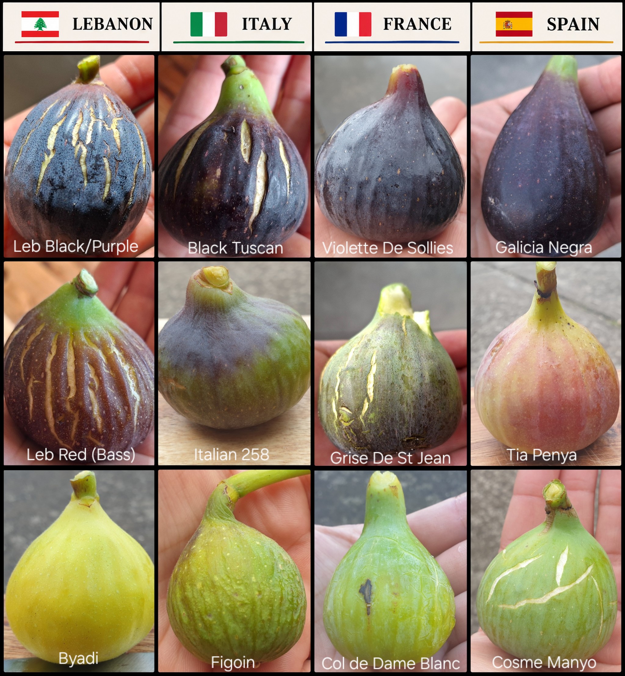 Different coloured figs from 4 countries.