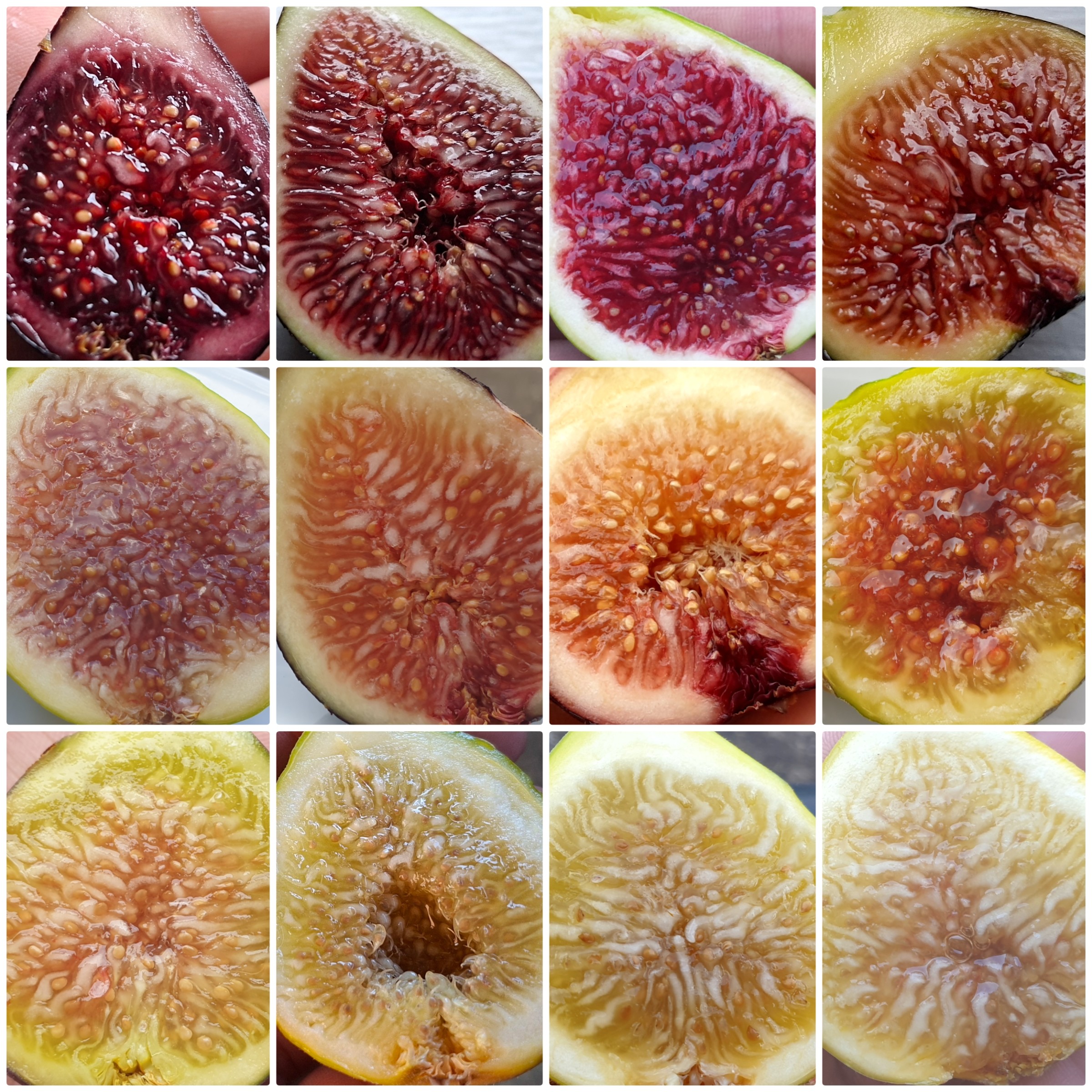 Fig pulp colours; berry, caramel, honey (top down).