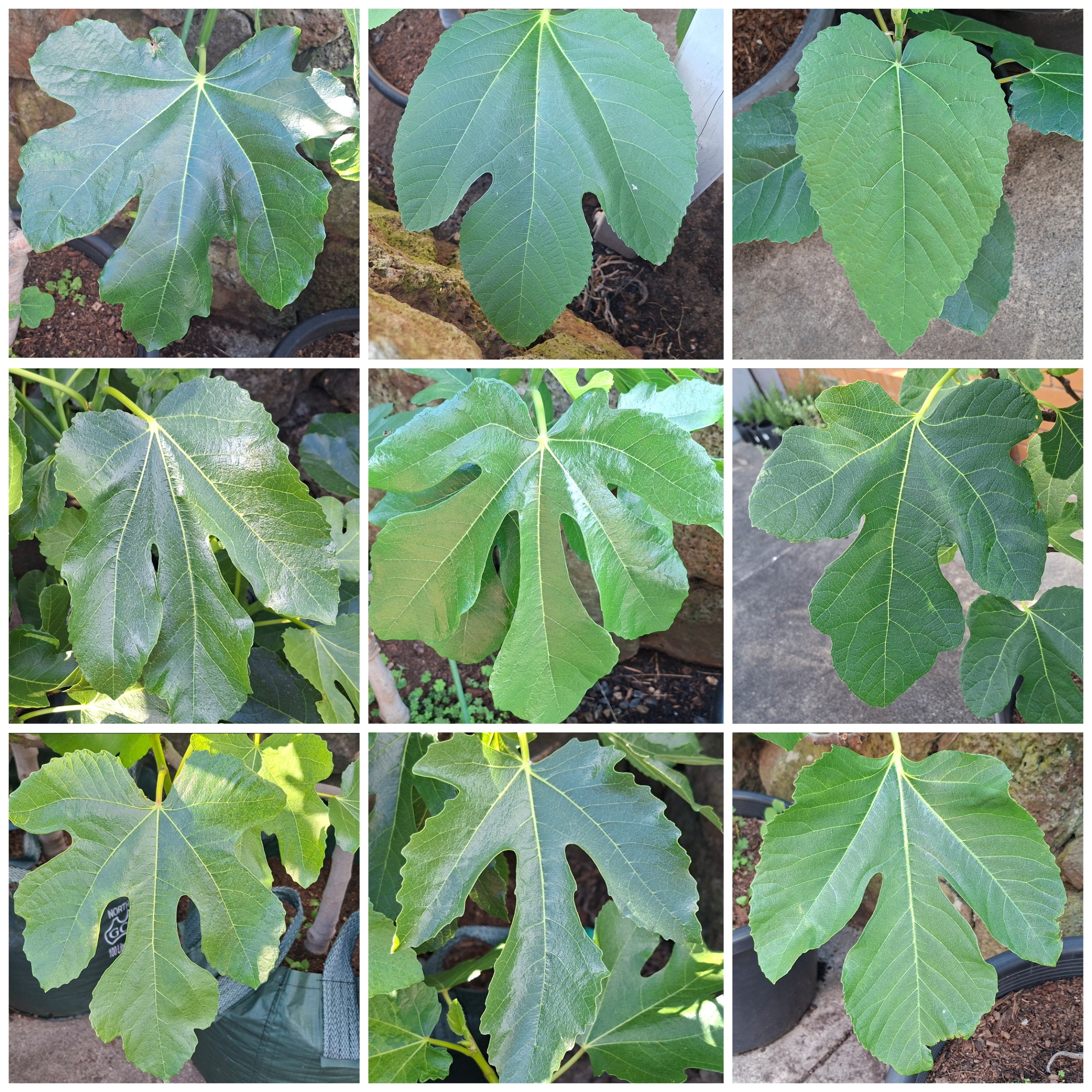 Some of the many fig leaf shapes.