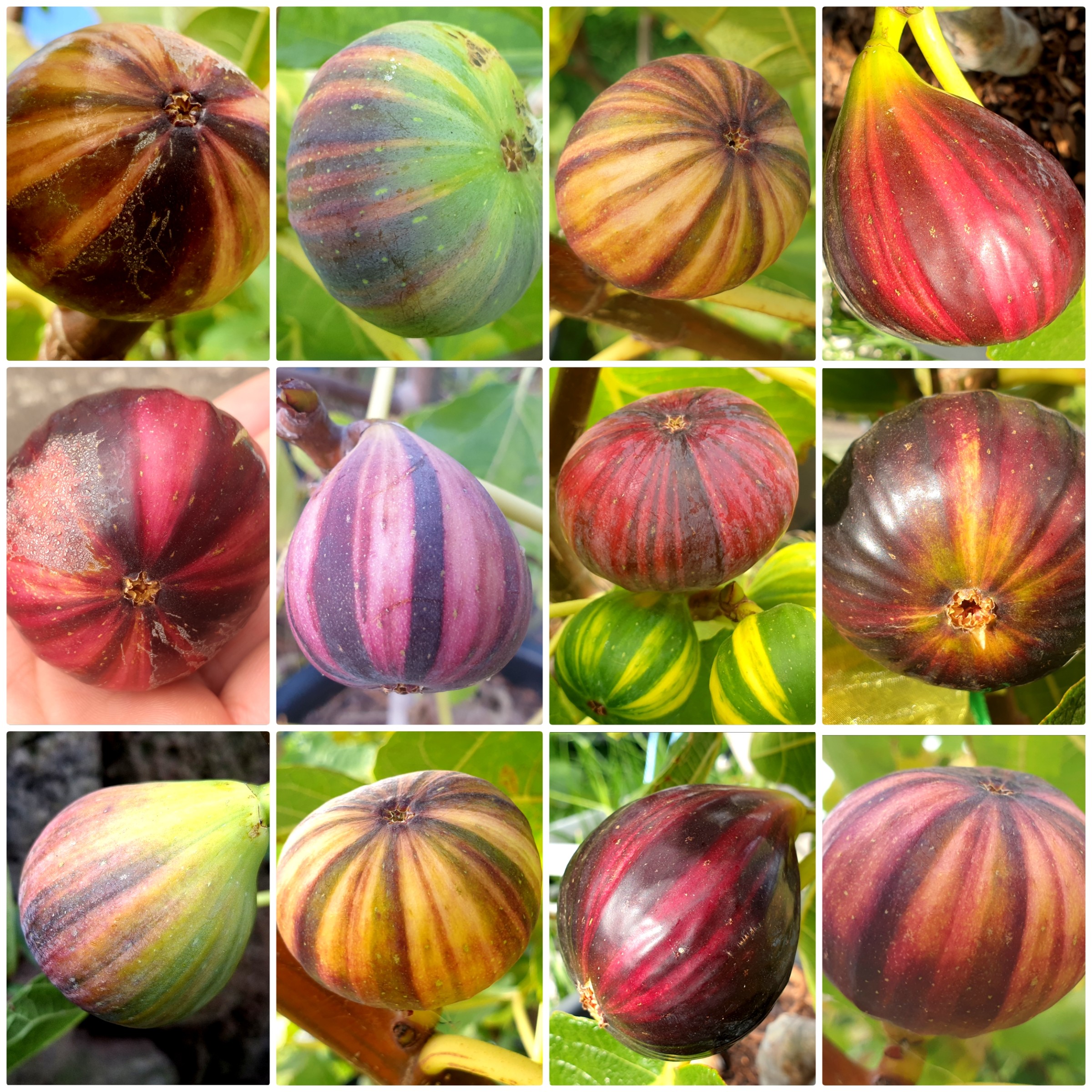 The many colour  displays of the beautiful 'Martinenca Rimada'.