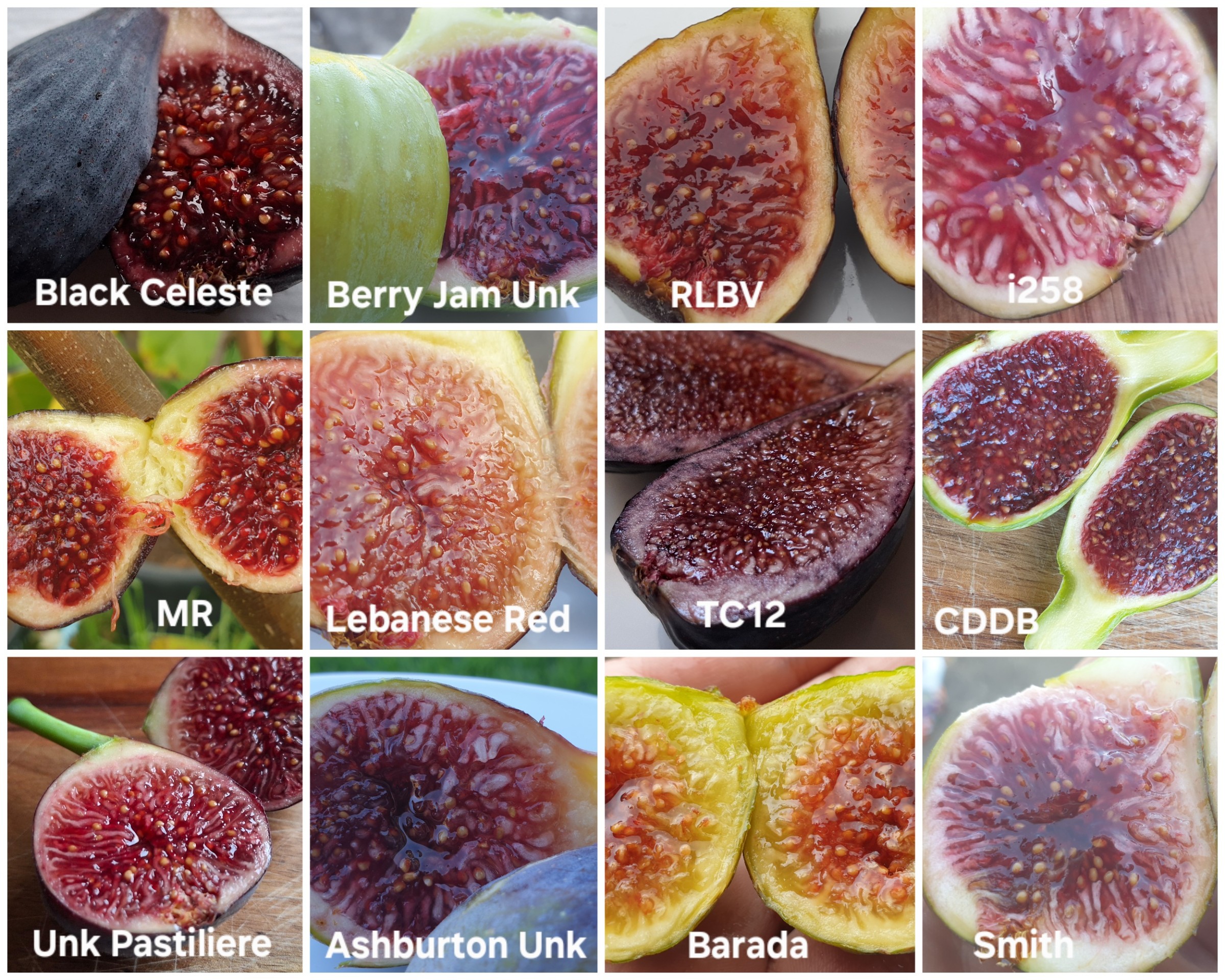 Some beautiful fig shots.