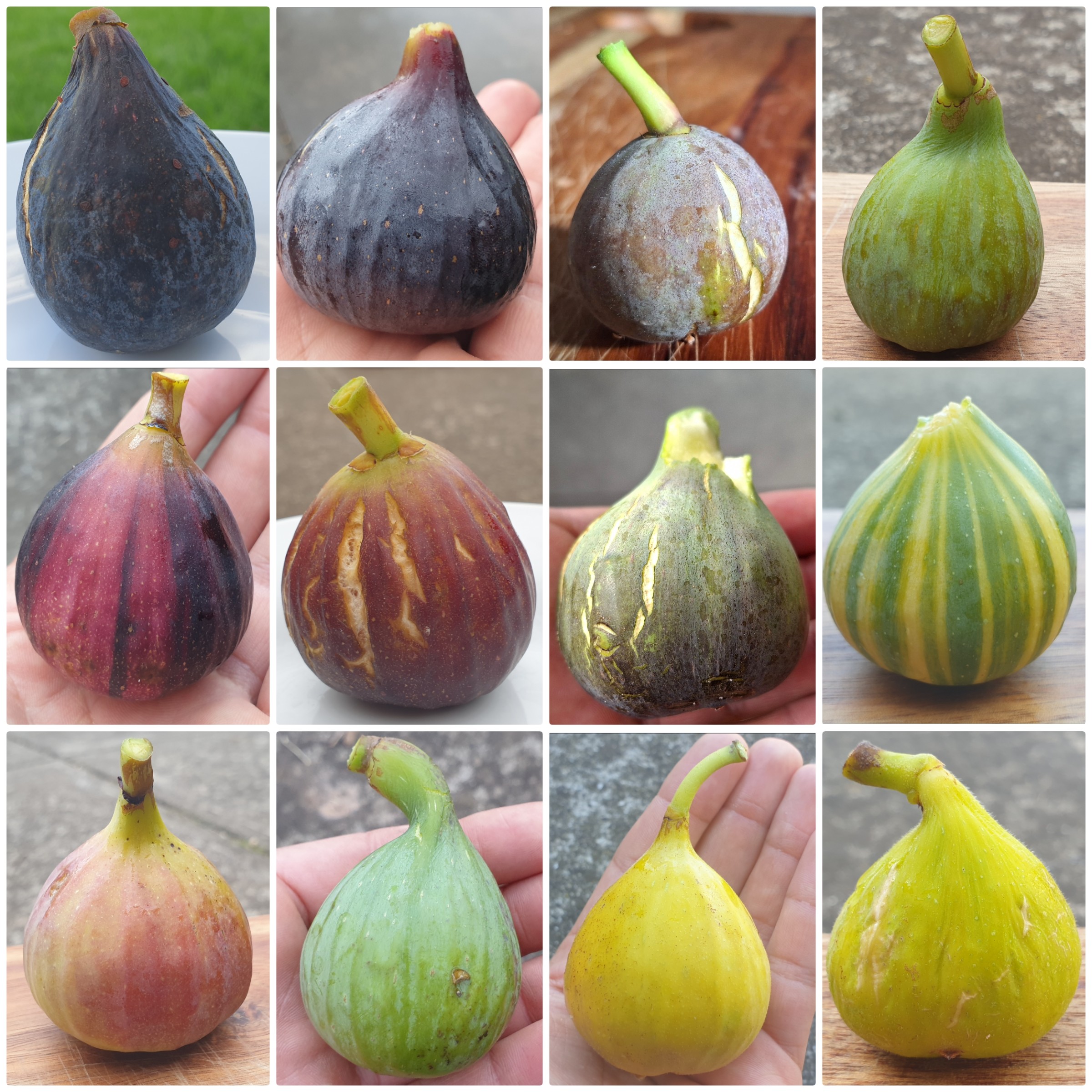 So many different colours!