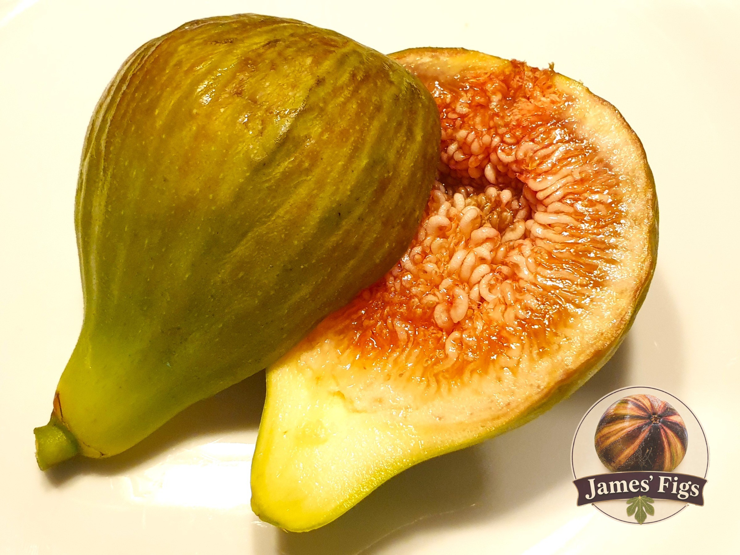 Giant Unk figs