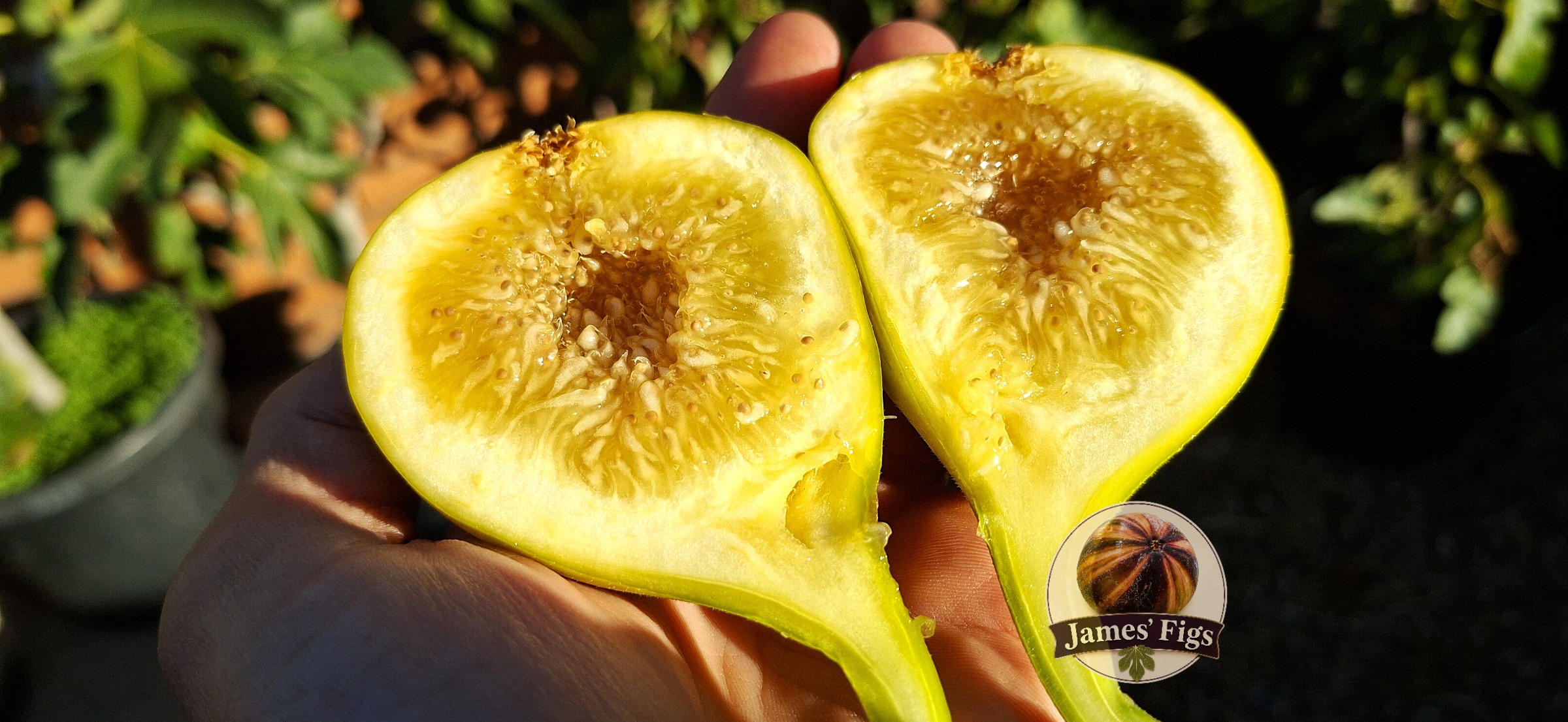 Golden Rainbow figs