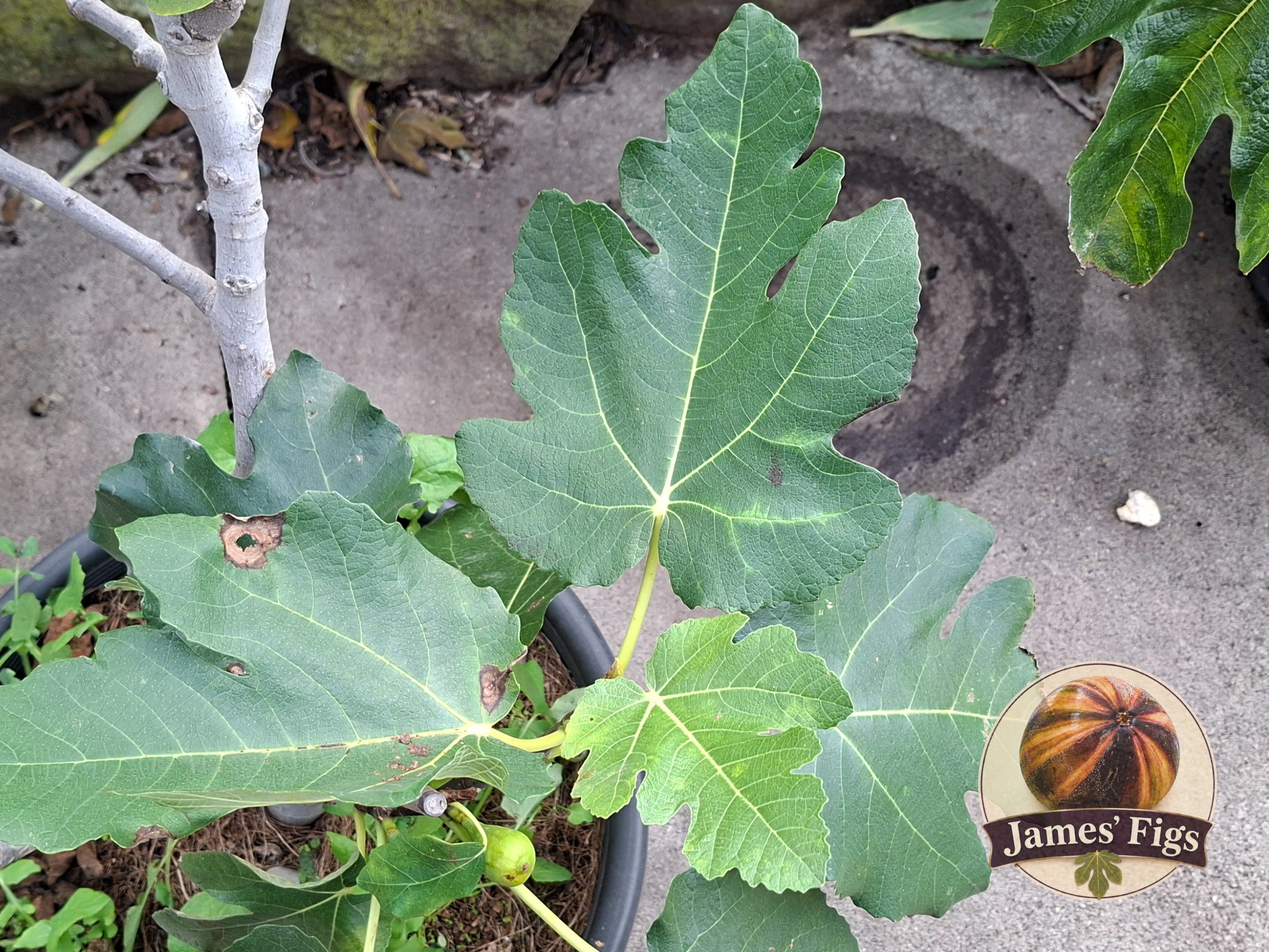 Joualle Noire figs