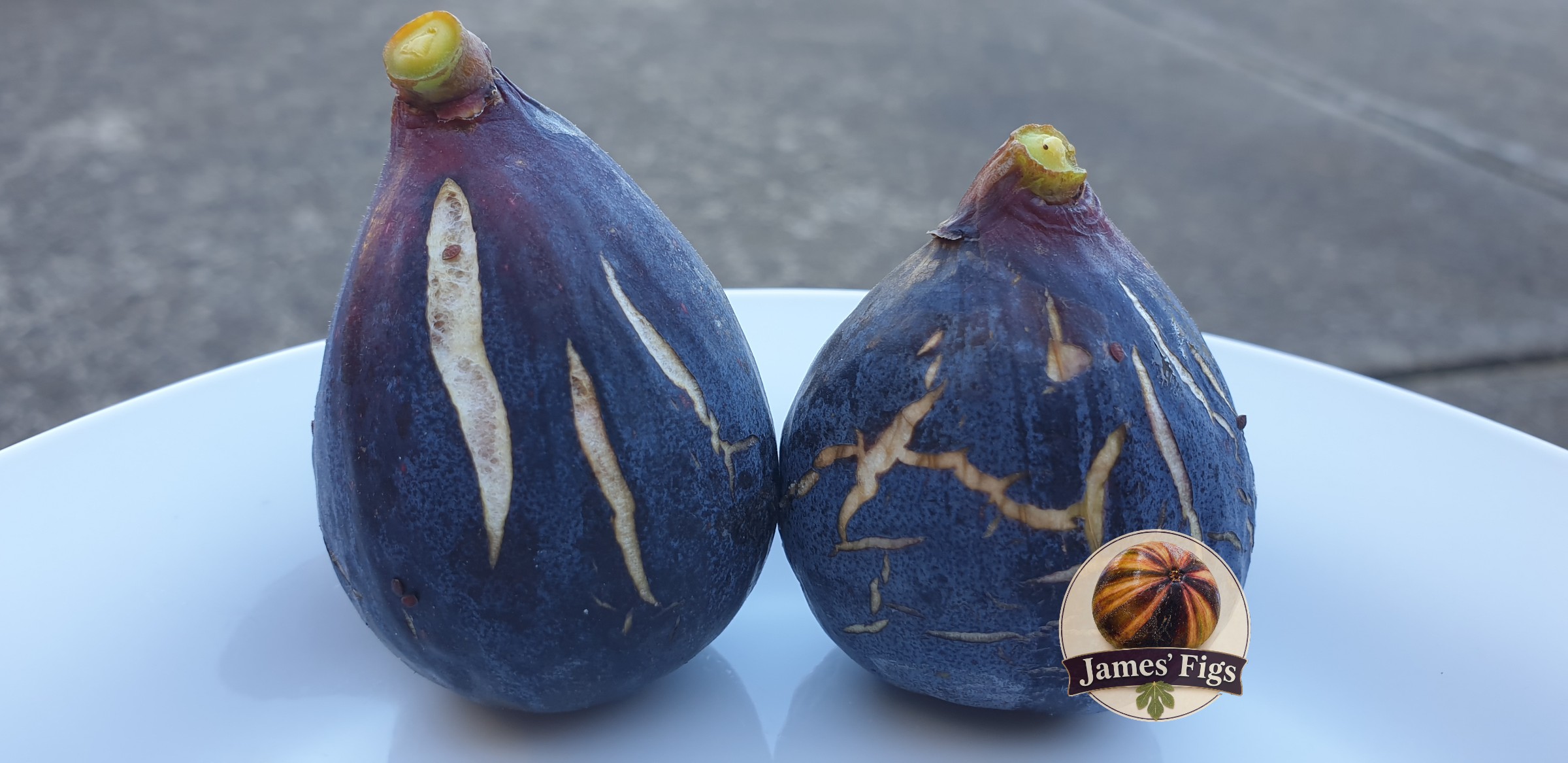 Lebanese Black/Purple figs