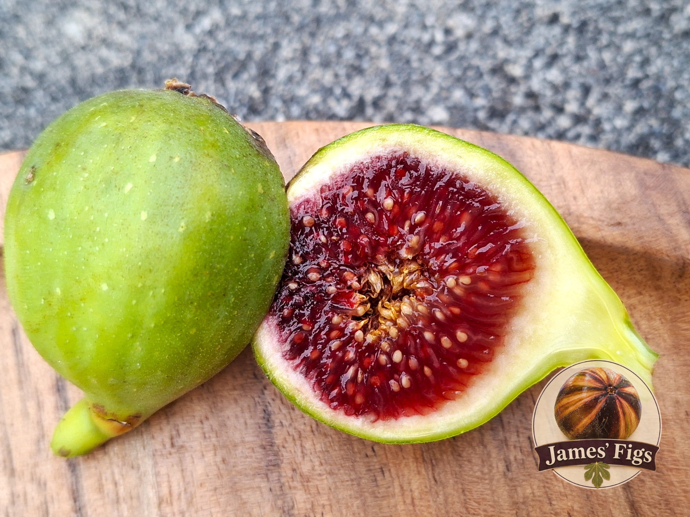 Planera (MP) figs