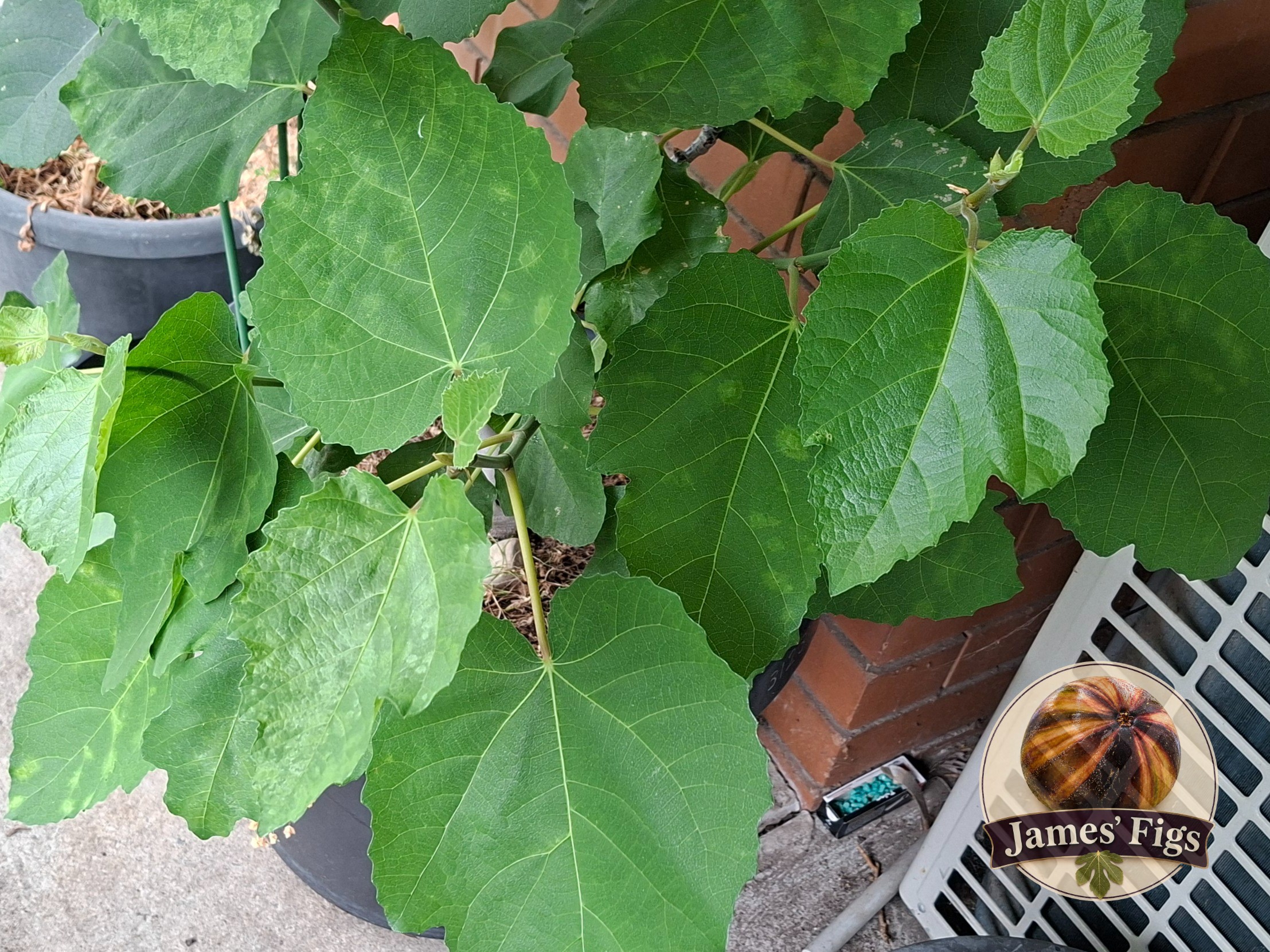 Raspberry Latte figs