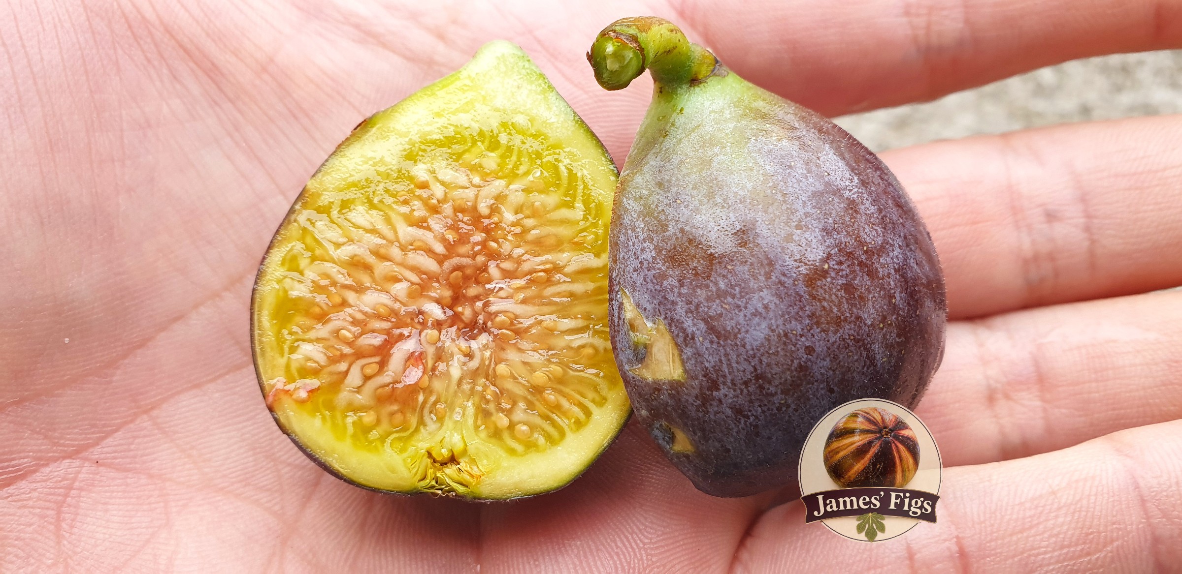 Shibli figs