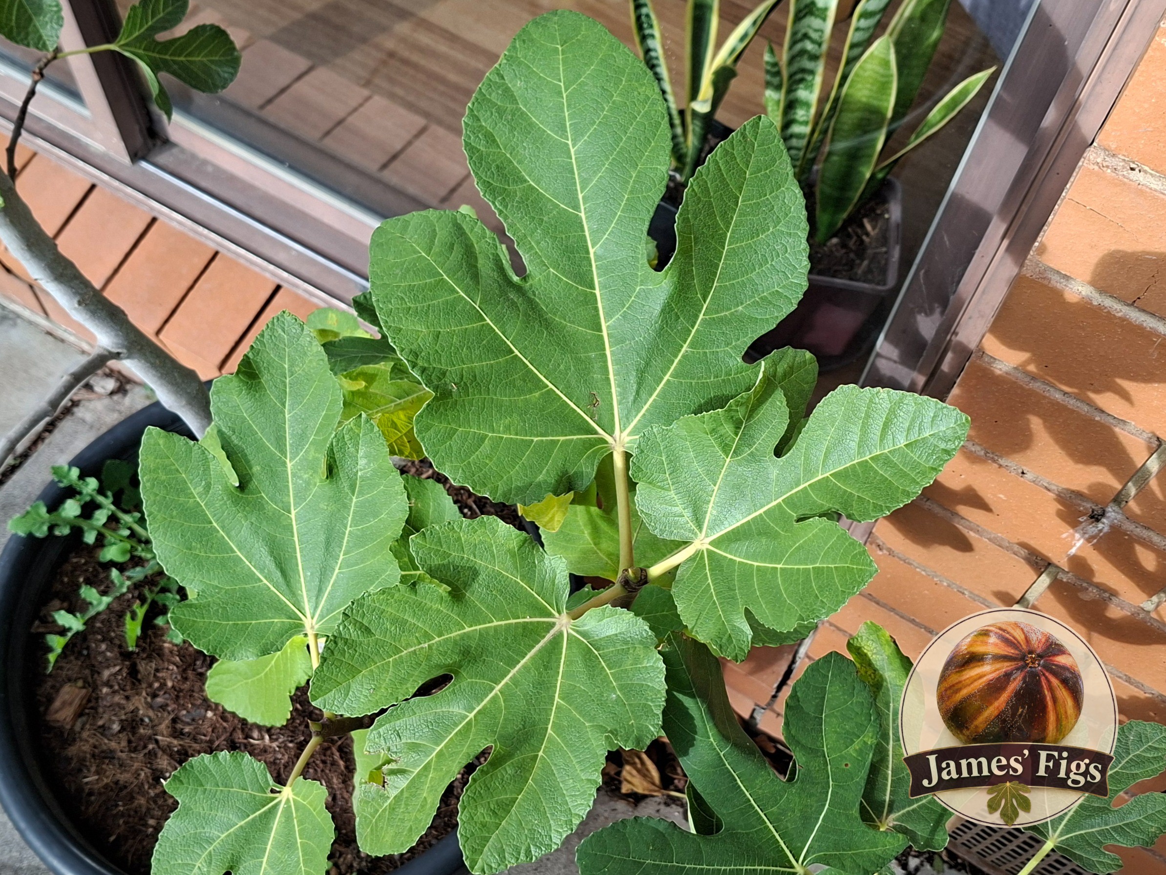 Tavout Jabout figs