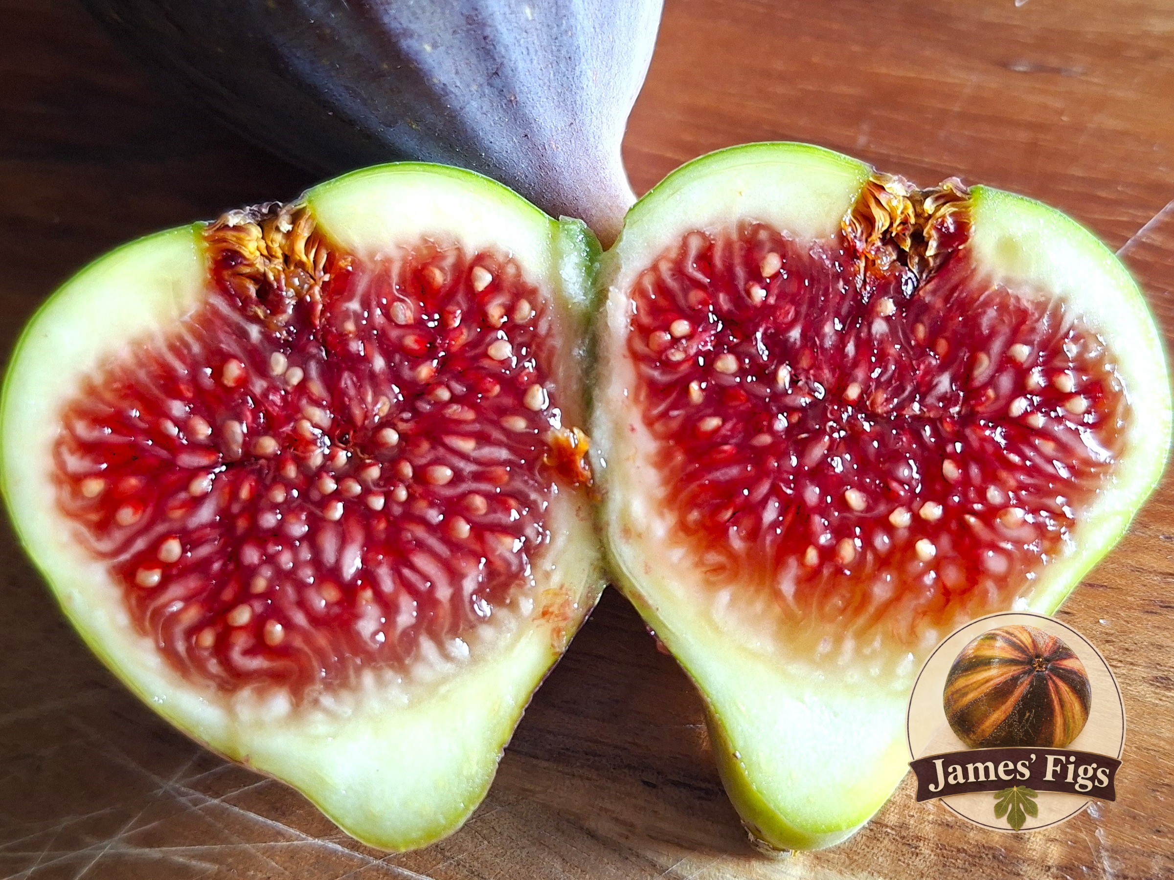 Tia Penya (MP) figs