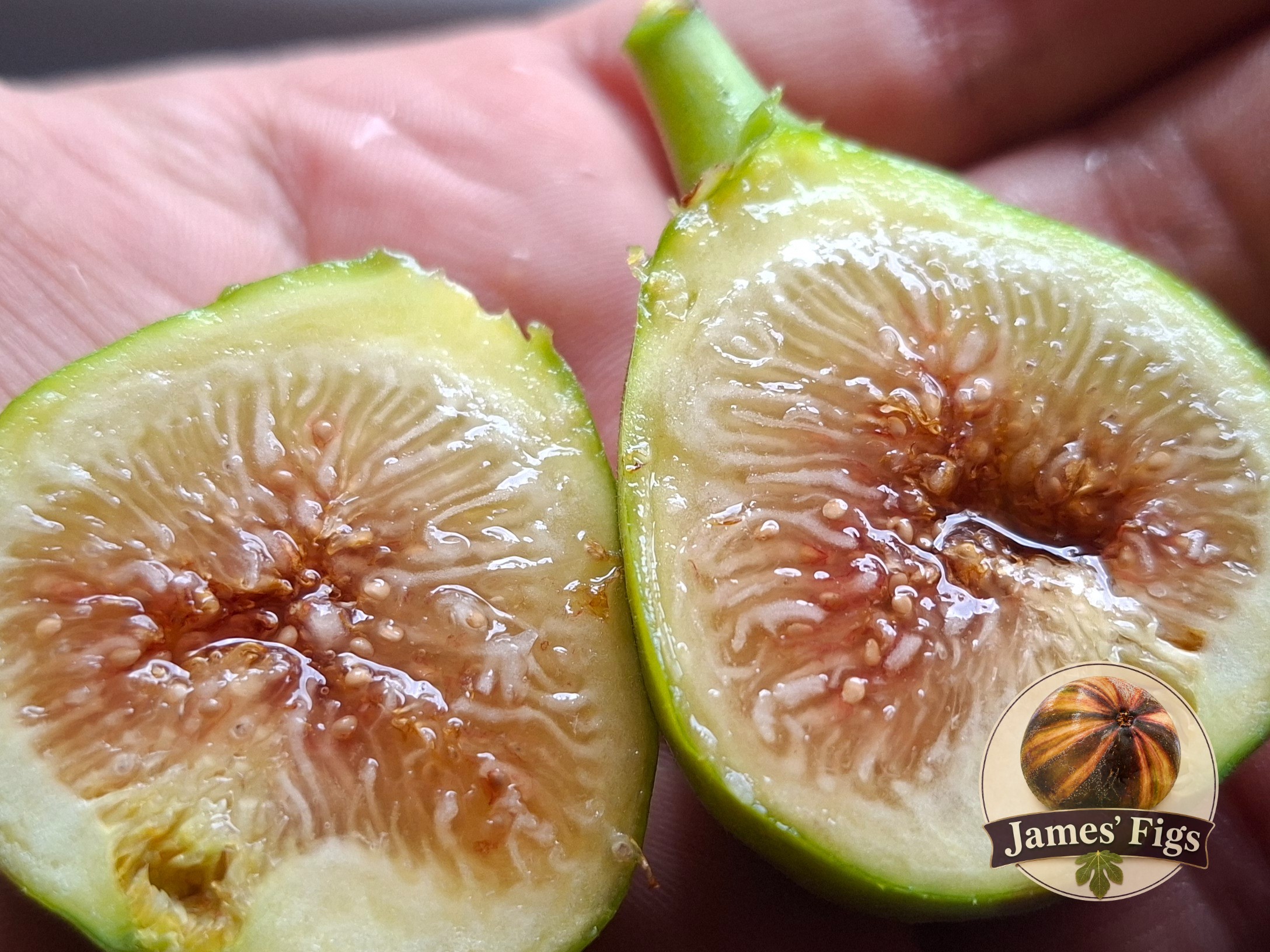 No name yet... figs