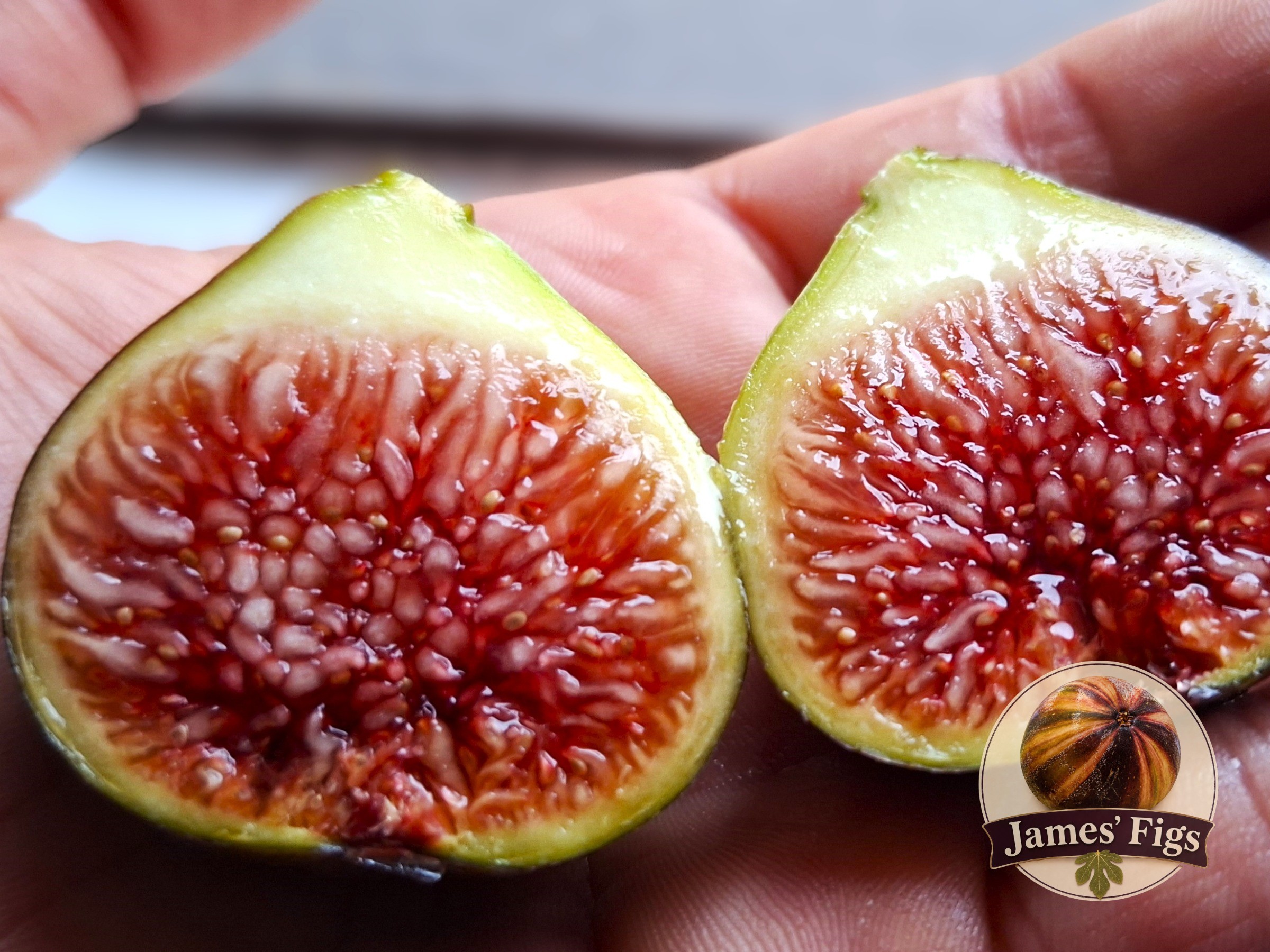 Violette De Sollies figs