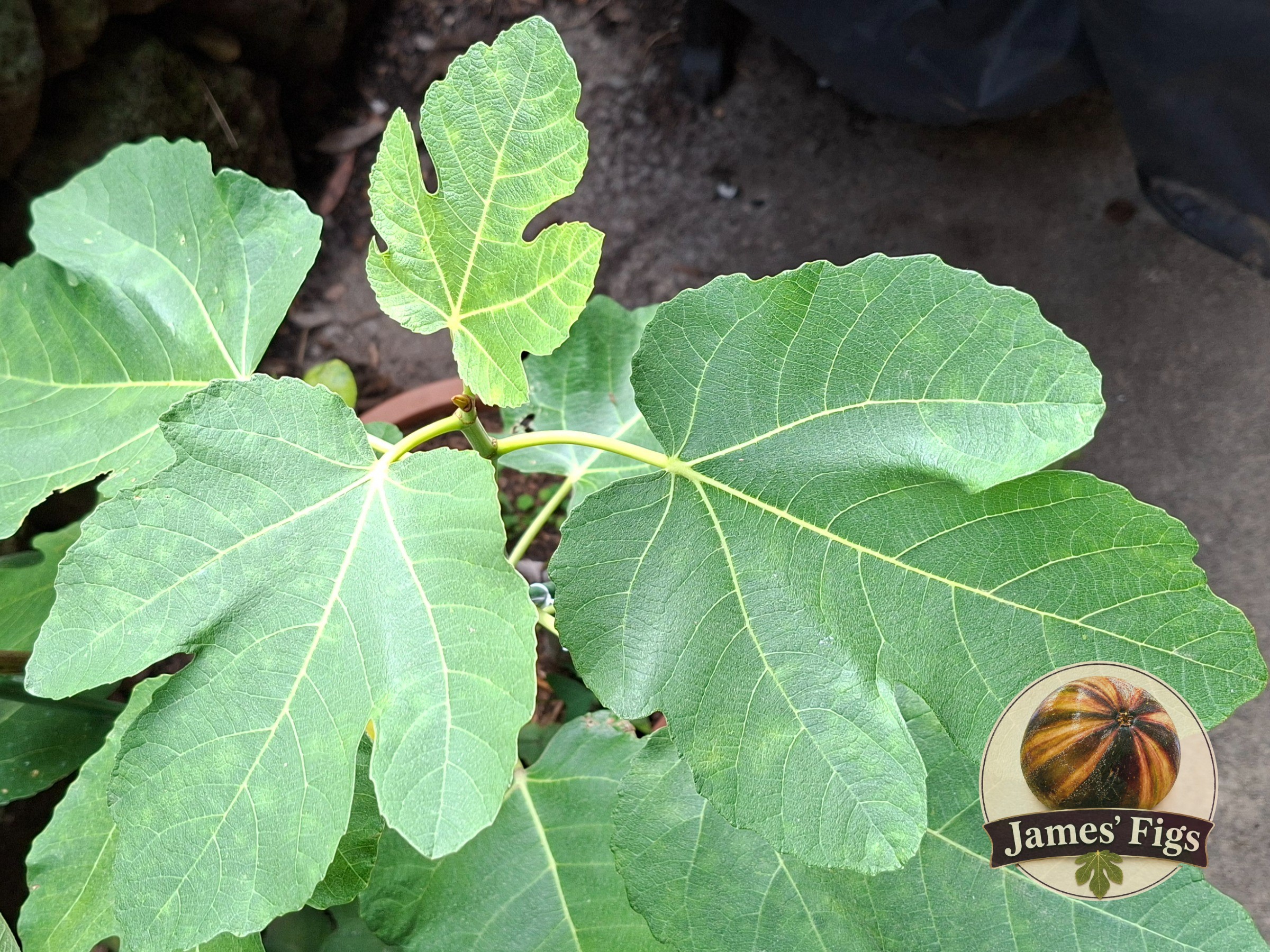 White Algiers figs